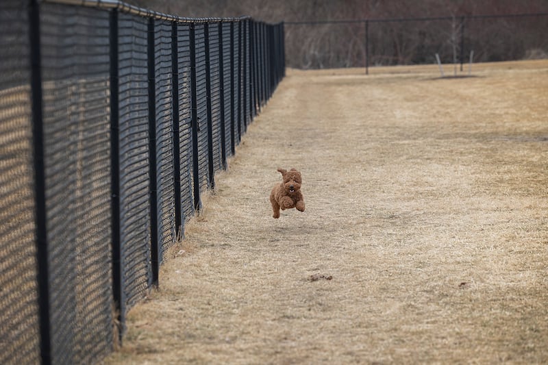 A pooch runs through the small dog section Thursday, Feb. 26, 2026, of Sterling Park District’s Thomas Park dog park.