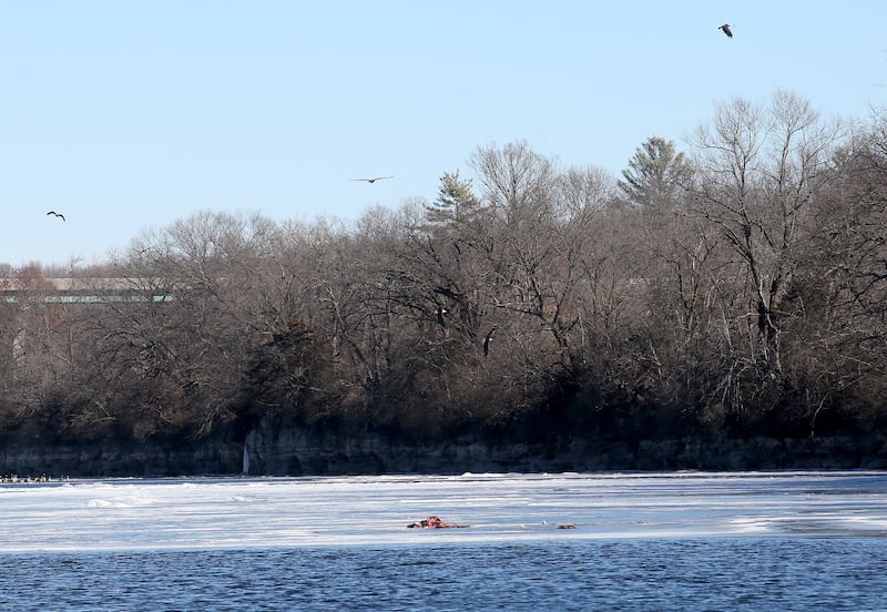 A convocation of Bald eagles fly over a dead carcass during along the Fox River on Monday, Jan. 27, 2025 in Ottawa.