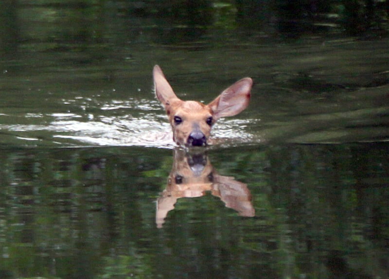 A baby fawn swims in the Hennepin Canal near Bureau Junction on Monday July 12, 2021. This fawn made it's way safely to shore after swimming downstream for about 100 yards. Deer are very strong skilled swimmers and can cross small creeks and rivers to get to the other side.
