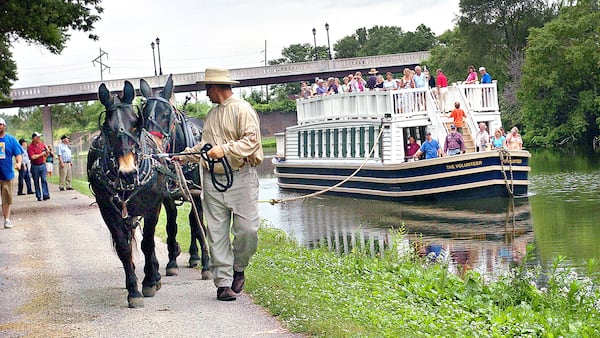 ‘He likes to have a little job’: I&M Canal mules thriving in new environments
