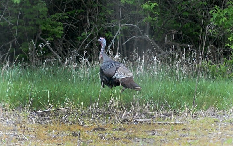 A wild turkey walks across a field at Big Bend State Fish & Wildlife Area between Prophetstown and Erie on Saturday, May 3, 2025.