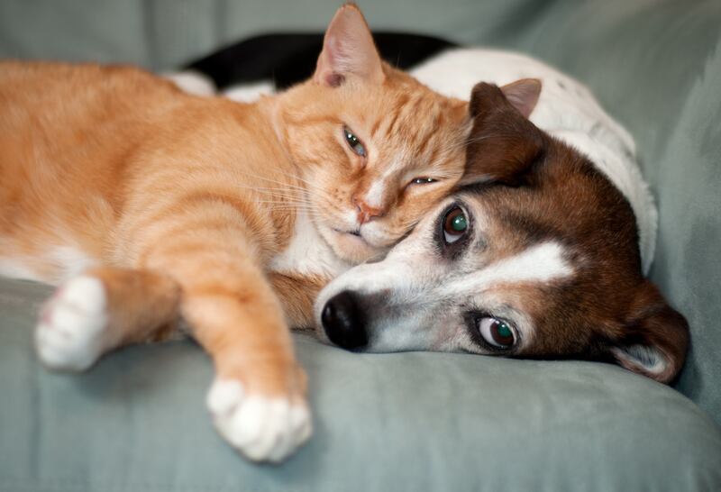 All Creatures Great & Small - Recognizing and Managing Pet Allergies in Every Season