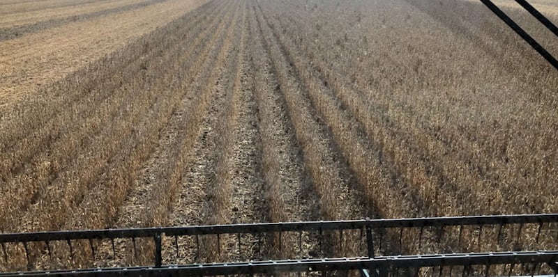 A view of Illinois soybeans being harvested from the cab of a combine.