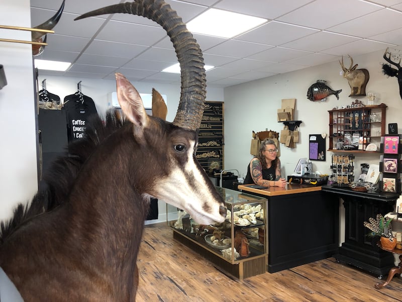 Lori Fisher was one of the 10 McHenry Rivewalk Shoppes tenants in the 2024 season and on Friday, June 13, opened Preserved Peculiarities at 1312 N. Riverside Dr.