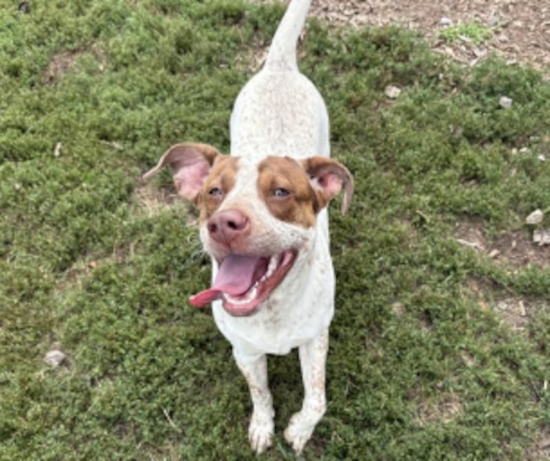 Juicebox, is a 2-year-old male Pointer and Bloodhound mix being housed by the  Kendall County Animal Control and Adoption Center in Yorkville. The adoption center is currently housing 30 dogs, 59 cats and two rabbits.