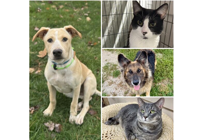 The Herald-News presents this week’s Pets of the Week. Read the description of each pet to learn about it, including where it can be adopted in Will County.