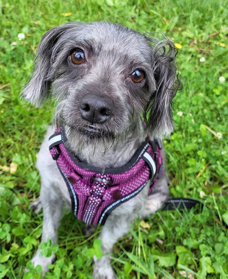 Rif is Save-A-Pet's pet of the week for June 18, 2026.