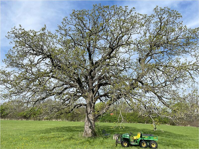 Linda Raymond donated this 300-year-old bur oak and 2.5 acres around it to the Lake County Forest Preserves.