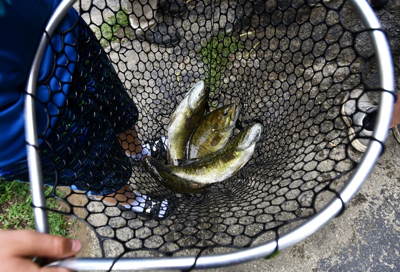 Fish wait to be measured and tagged in 2021 ahead of the annual Kankakee River Fishing Derby. Hosted by the Northern Illinois Anglers Association, the derby returns Friday, June 27, 2025 and runs through July 6, 2025.