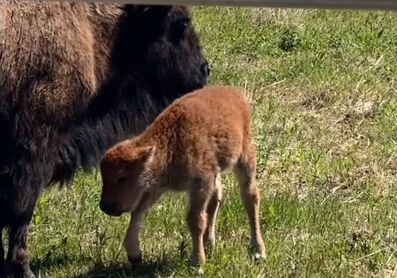 The first baby bison was born in the reintroduced herd of bison at Burlington Prairie Forest Preserve in Kane County.