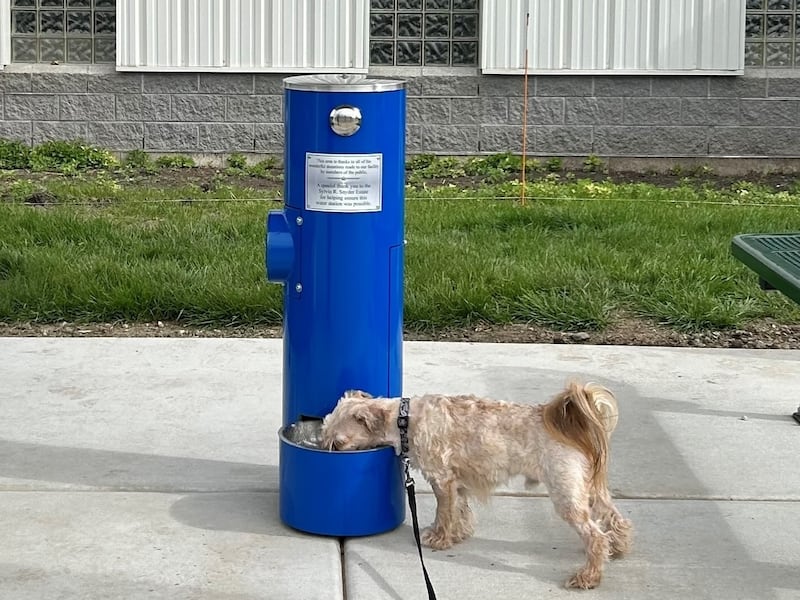Louie sips from Kane County's new doggy water fountain under a shade structure. A ribbon cuttong for the new features for dogs is scheduled for 10 a.m. Monday, June 8 at Kane County Animal Control, 4060 Keslinger Road, Geneva.