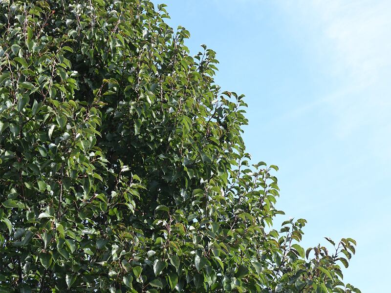 In spring 2026, 470 trees will be planted throughout Poplar Ridge, Heritage Place, Malibu Bay, Marquette Estates/Landing, and Lakewood Estates as part of a six-year replacement program, the village of Romeoville said.