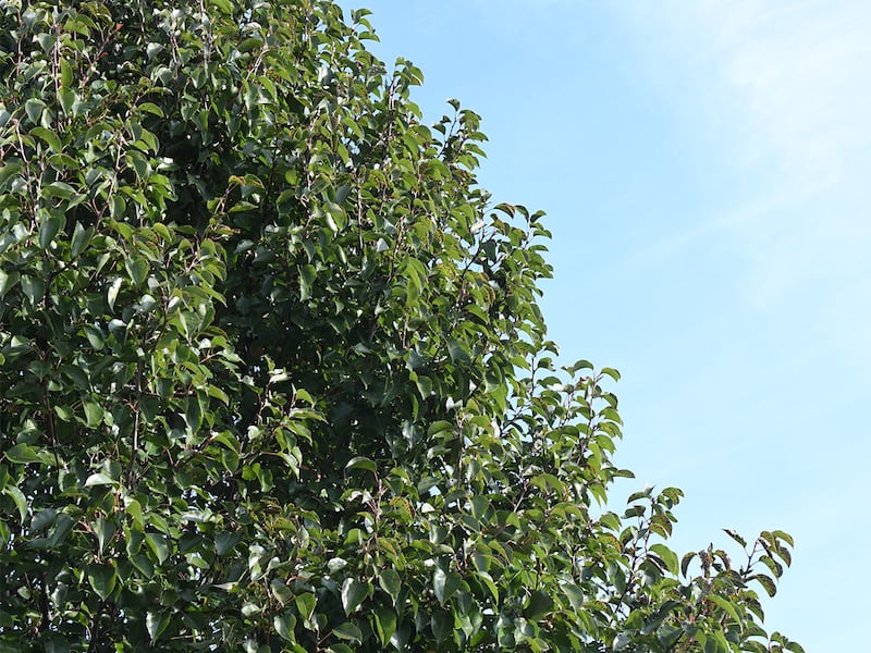 In spring 2026, 470 trees will be planted throughout Poplar Ridge, Heritage Place, Malibu Bay, Marquette Estates/Landing, and Lakewood Estates as part of a six-year replacement program, the village of Romeoville said.