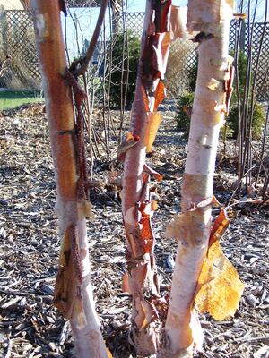 Down the Garden Path: Give your pollinator garden a boost with native keystone species