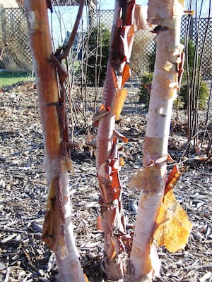 Down the Garden Path: Give your pollinator garden a boost with native keystone species