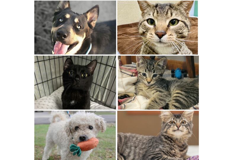 The Herald-News presents this week’s Pets of the Week. Read the description of each pet to find out about it, including where it can be adopted in Will County.