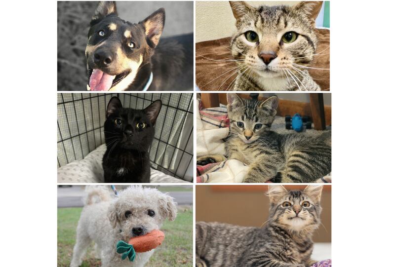 The Herald-News presents this week’s Pets of the Week. Read the description of each pet to find out about it, including where it can be adopted in Will County.