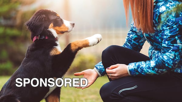 Spring Into Training: Helping Your Dog Thrive After a Long Winter