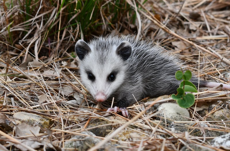 Discover how animals adapt to survive during a Spring Break Staycation – Animal Adaptations program on March 28, 2025 at the Forest Preserve District of Will County’s Plum Creek Nature Center in Crete Township.