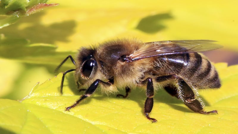 Save the Bees program set for April 21 in DeKalb
