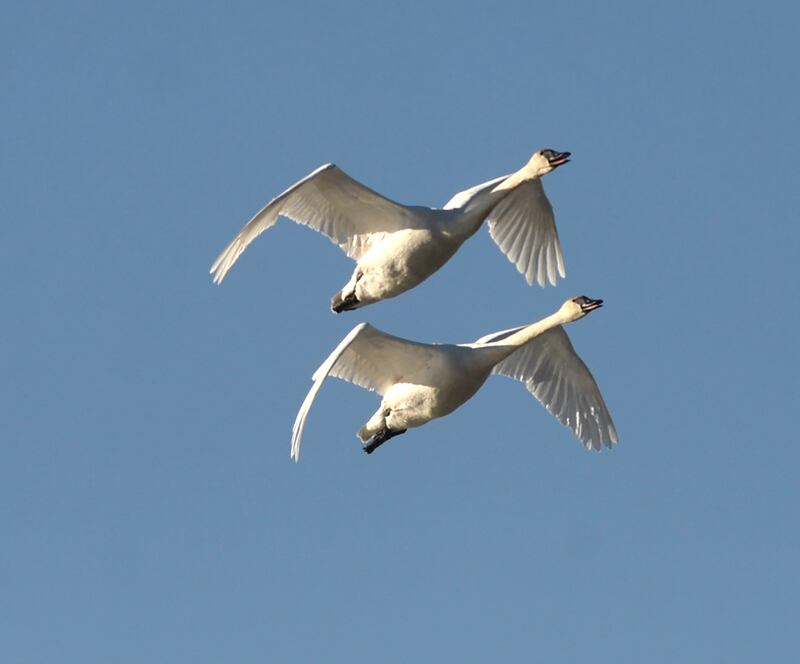Two trumpeter swans fly above the Mississippi River near Fulton on Saturday, March 1, 2025. Migrating birds are starting to arrive along the Mississippi River flyway as warmer temperatures arrived in the region.