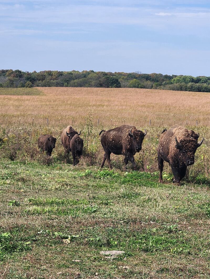 Triple Creek Bison’s herd made a memorable impression on guests during the Farm Stroll.