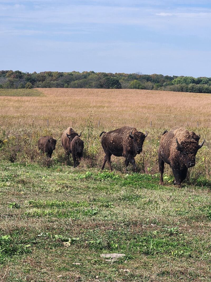 Triple Creek Bison’s herd made a memorable impression on guests during the Farm Stroll.