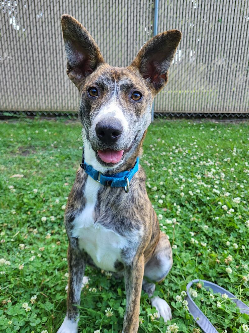 Randi is Save-A-Pet's pet of the week for Aug. 14, 2025.