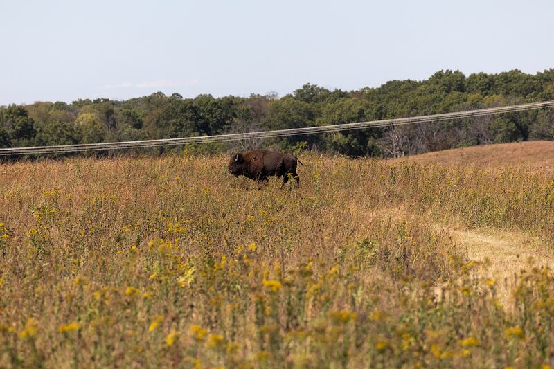 A lone bison is seen in the prairie at Nachusa Grasslands Saturday, Sept. 21, 2024, during their annual Autumn on the Prairie.