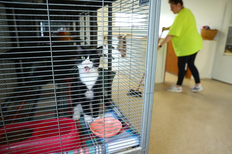 Kankakee County Humane Foundation staff member Emily Krystofiak, of Bradley, sweeps the main room at the shelter as adoptable cat, Hyde, meows in his living quarters at the St. Anne animal rescue on Sept. 23, 2025. Local shelters are at capacity and in desperate need of volunteers and donations as they adapt to an increased minimum wage.