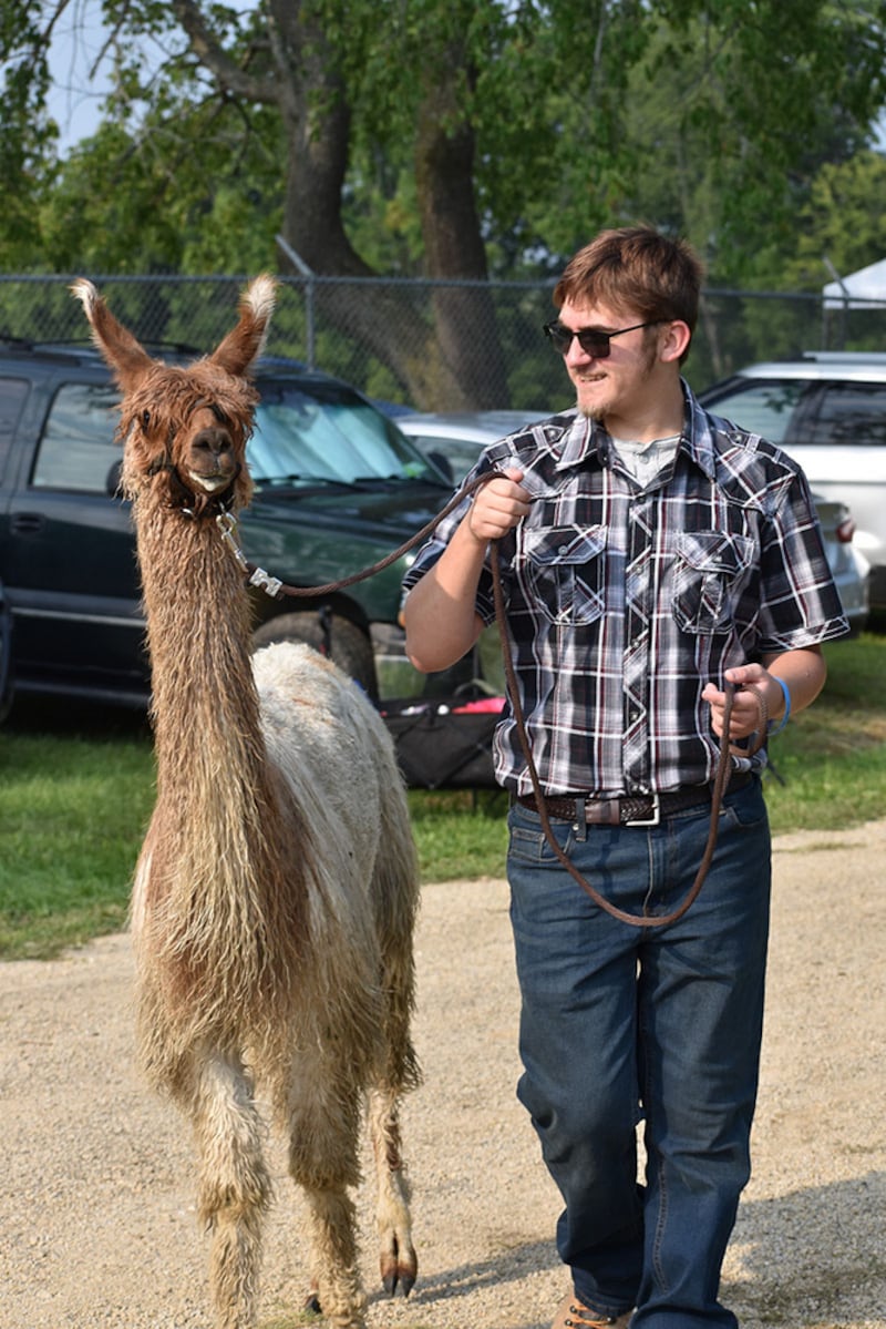 Immanuel Arellano walks to his class with his llama.