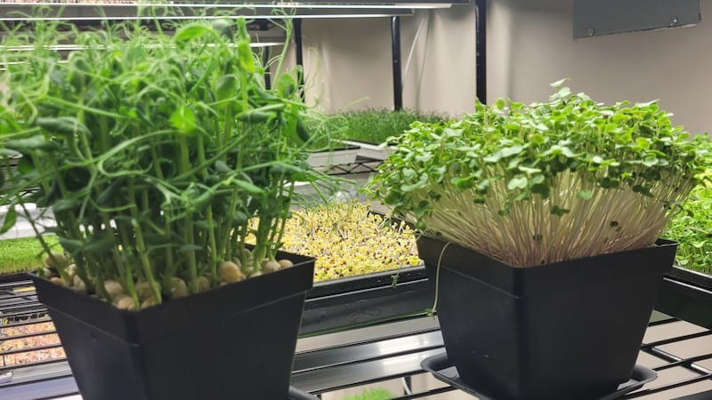Microgreens classes set for November at Prophetstown library