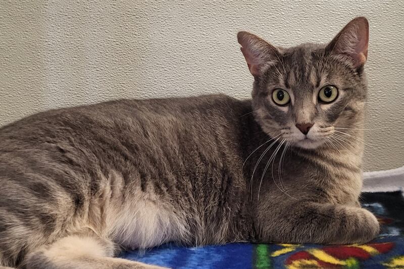 Feline Dion is Save-A-Pet's pet of the week for Oct. 2, 2025.