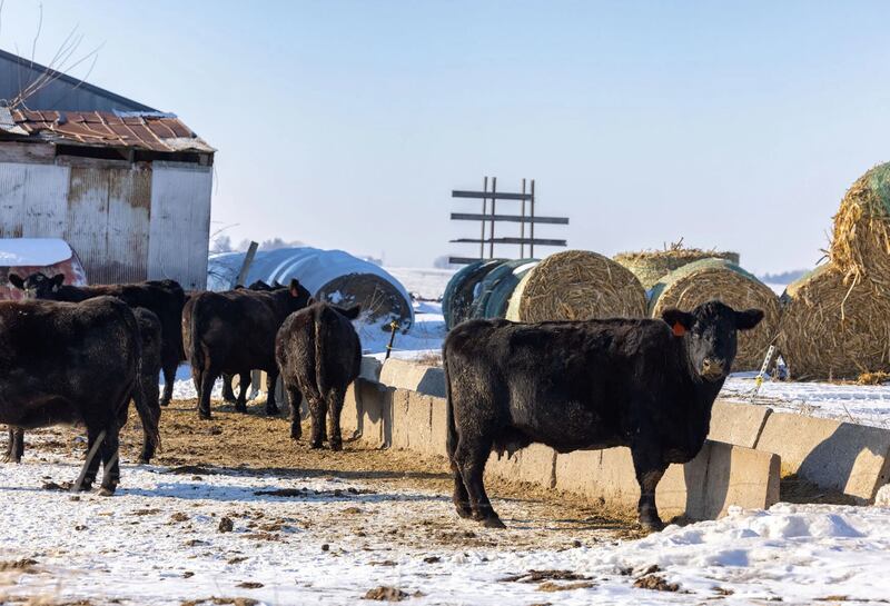 Tight supplies of cattle in the U.S. continue to keep pressure on the markets heading into 2026.