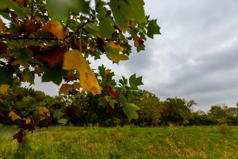 Fall colors welcome visitors to Hammel Woods, as pictured on Oct. 15, 2025.