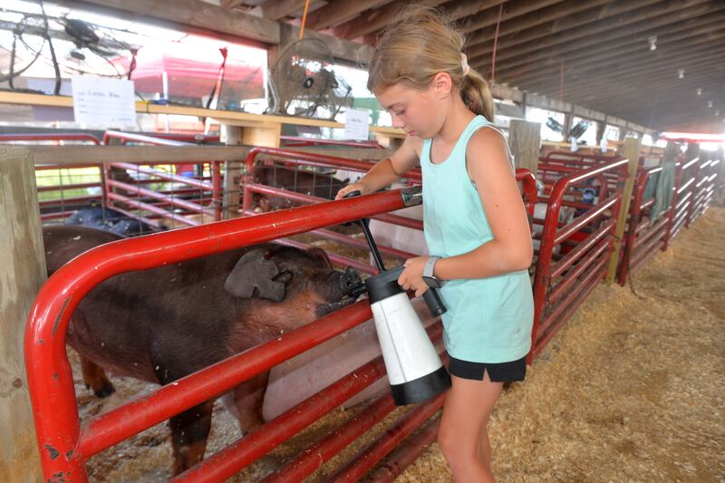 Mollie Ness, 12, of Hinckley, gives water to one of her brother's pigs at the Lee County 4-H Fair on Thursday. Temperatures in the mid 90s and high humidty levels kept 4-H kids busy watering their livestock entries.