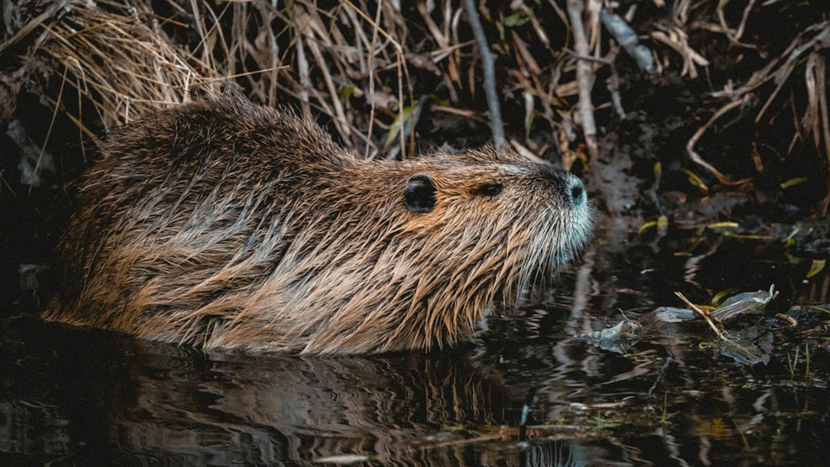Wild Neighbors: Beavers – Nature’s Engineers program coming to Oregon on Feb. 11