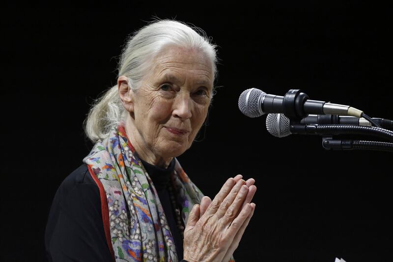 FILE - Primatologist and conservationist Jane Goodall delivers the 50th George Gamow Memorial Lecture at the University of Colorado, Boulder, Colo., Oct. 1, 2015. (AP Photo/Brennan Linsley, File)
