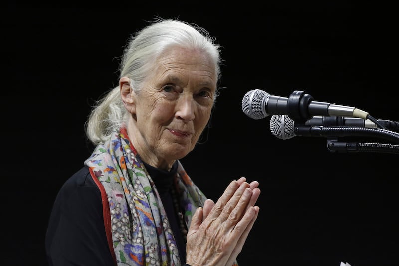 FILE - Primatologist and conservationist Jane Goodall delivers the 50th George Gamow Memorial Lecture at the University of Colorado, Boulder, Colo., Oct. 1, 2015. (AP Photo/Brennan Linsley, File)