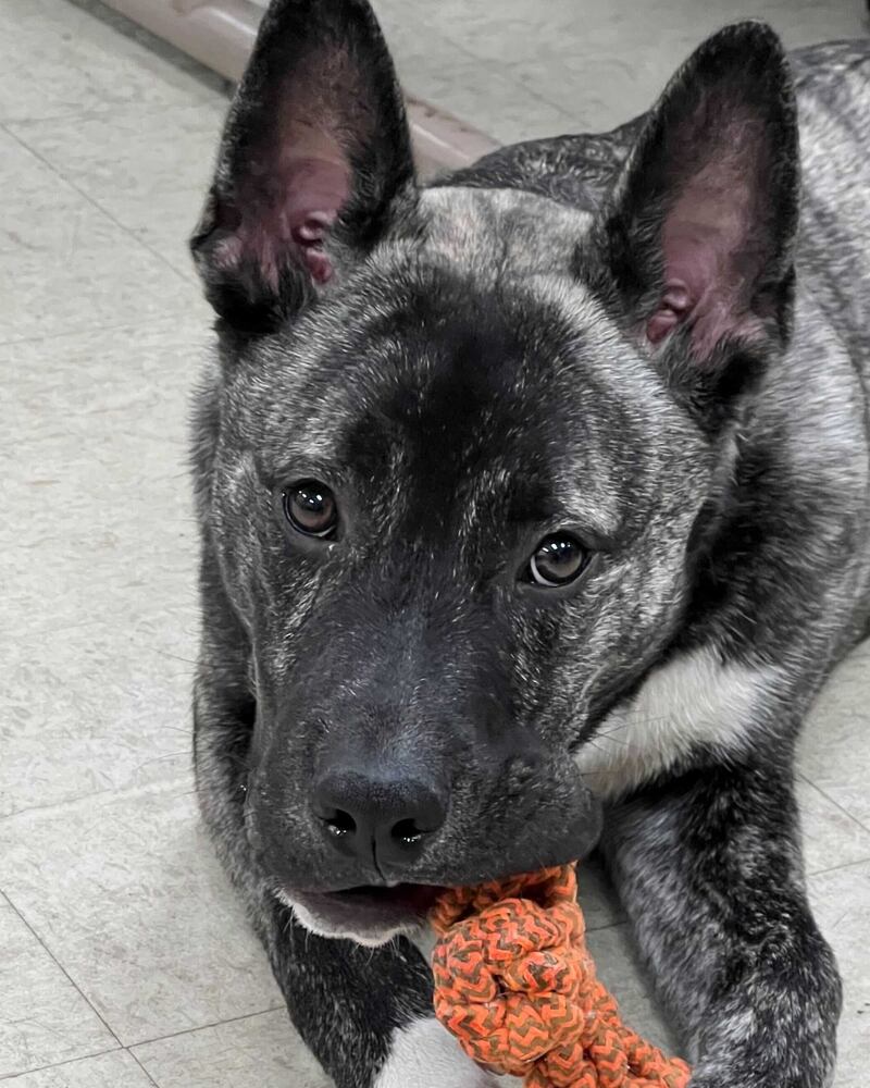 Batty is Save-A-Pet's pet of the week for March 13, 2025.