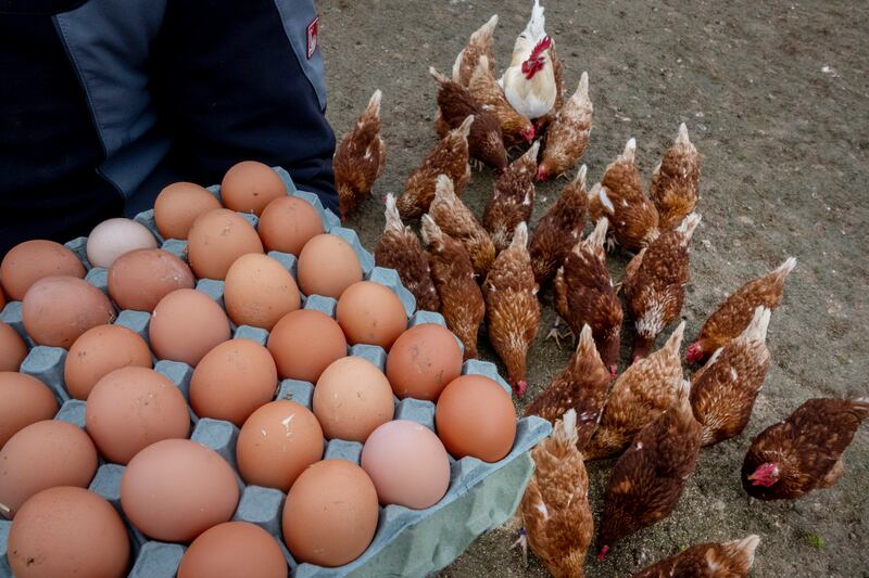 A farmer displays eggs from his chickens in Wehrheim near Frankfurt, Germany, Wednesday, March 26, 2025. (AP Photo/Michael Probst)