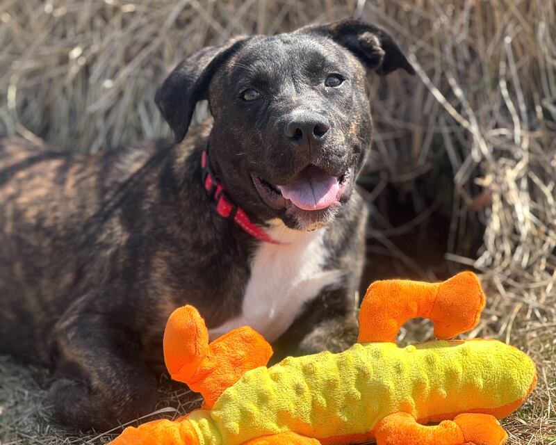 Venom is Save-A-Pet's pet of the week for May 22, 2025.