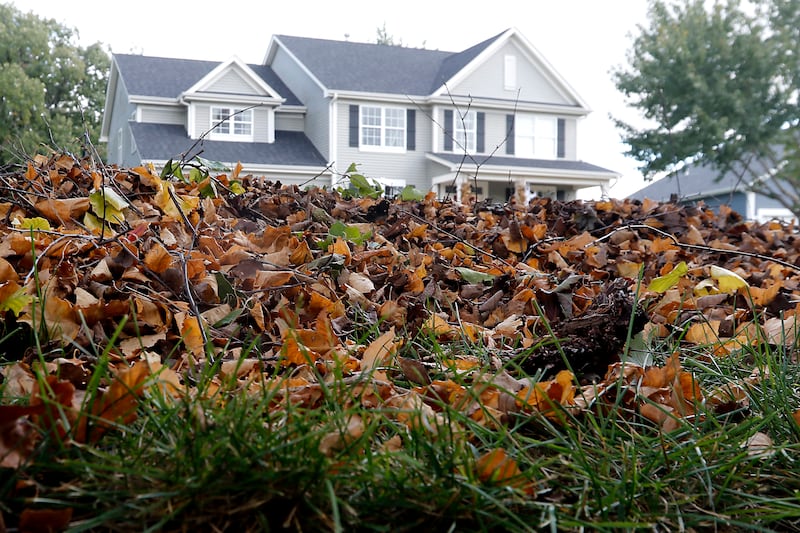 A pile of leaves in front of home near the intersection of Polk Trail and Hillside Lane in McHenry on Monday, Oct. 9, 2023. Many municipalities are just starting to pick up leaves.