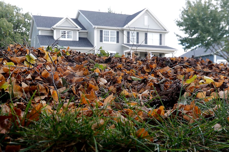 A pile of leaves in front of home near the intersection of Polk Trail and Hillside Lane in McHenry on Monday, Oct. 9, 2023. Many municipalities are just starting to pick up leaves.