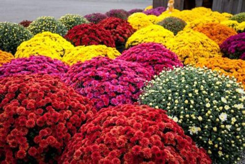 Save-A-Pet is welcoming autumn with the return of its beloved annual fall mum sale, now open for orders through Aug. 30.