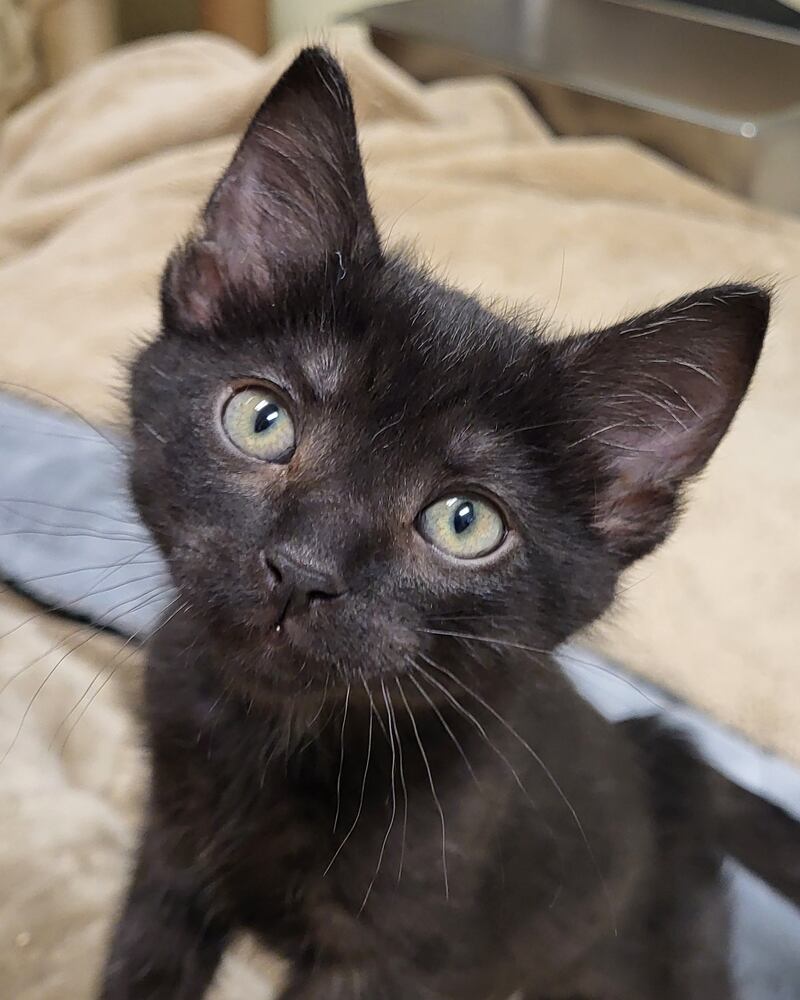 Chuck-M is Save-A-Pet's pet of the week for June 26, 2025.