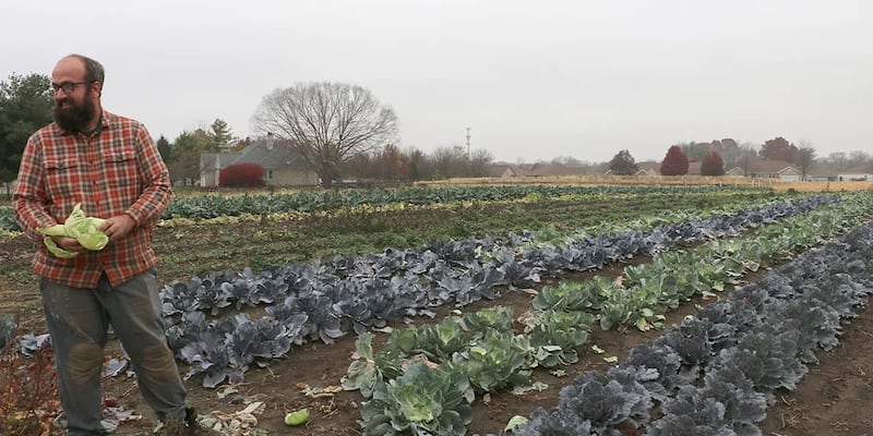 Sola Gratia farm manager John Williams pulls leaves from a cabbage while standing in the farm’s last rows of outdoor leafy greens for the season.
