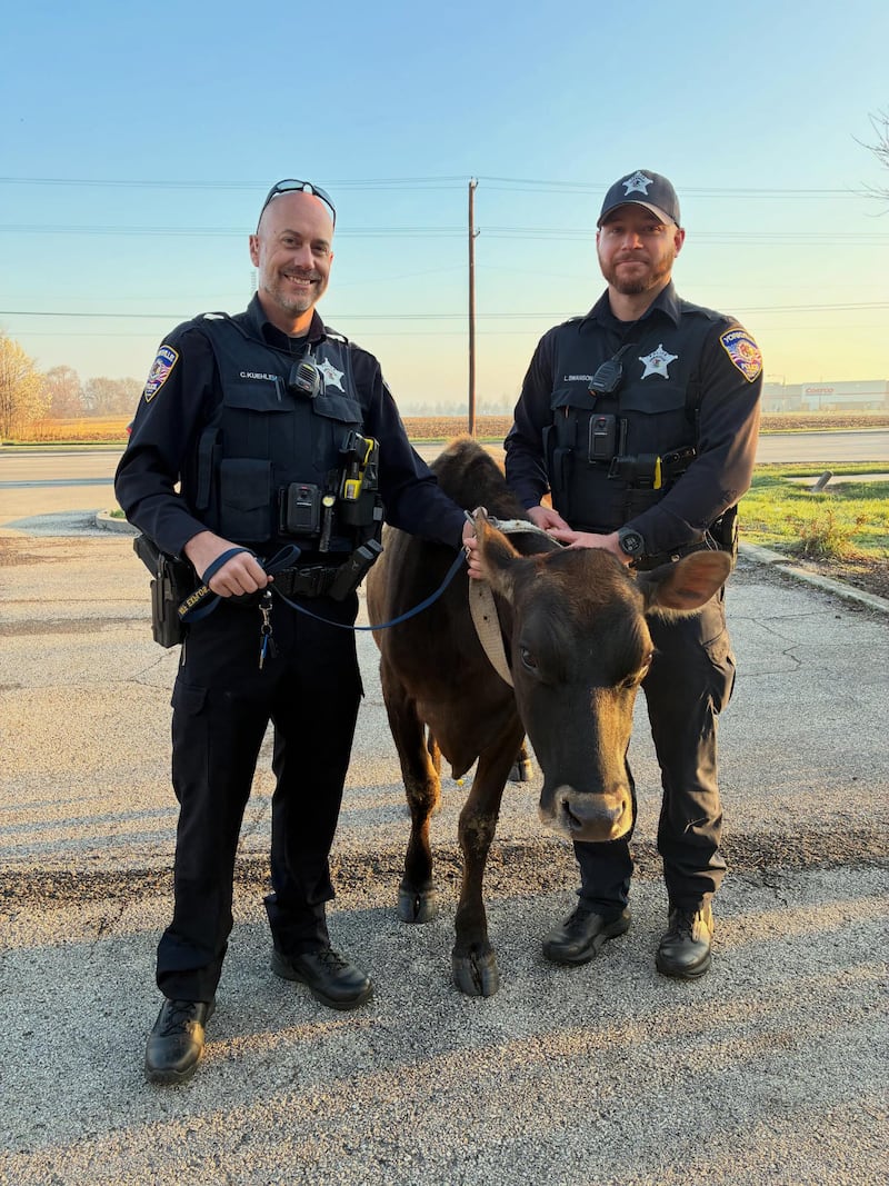A cow that was on the loose in Yorkville Saturday morning has been returned to its owner.

Two Yorkville Police Department officers found the cow in the vicinity of Route 34 and McHugh Road, according to a post on the department’s Facebook page.