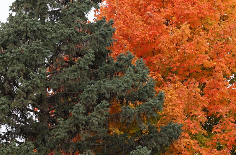 A pine tree is set against a fall phase maple tree Tuesday, Oct. 22, 2024, in DeKalb.