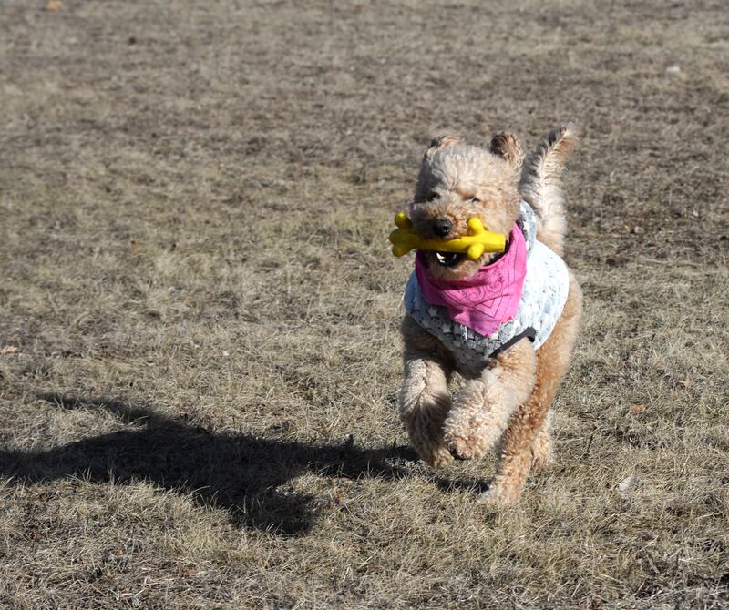 Sunshine, a 4-year-old mini-doodle, retrieves her squeaky banana and runs back to her owner, Pepi Allen of Morrison, at the dog park in Morrison on Saturday, Jan. 25, 2025. Sunny skies and temperatures in the 20s prompted area residents to venture outdoors following several days of much colder temps.